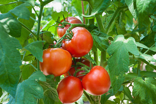 Tomato